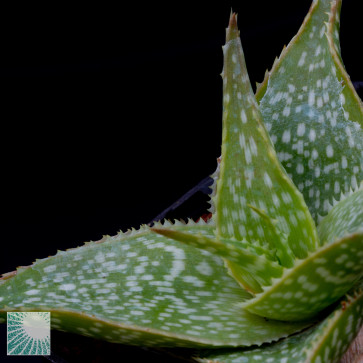 Aloe ruffingiana, particolare dell'apice della pianta.
