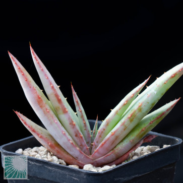 Aloe suprafoliata, esemplare intero.