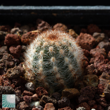 Pygmaeocereus familiaris, immagine dell'intero esemplare.