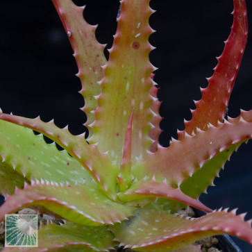 Aloe dorotheae, esemplare intero.