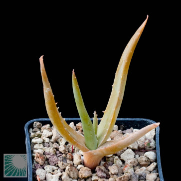 Aloe forbesii, esemplare intero.