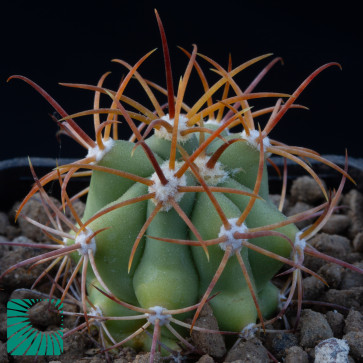 Ferocactus diguetii, immagine dell'intero esemplare.