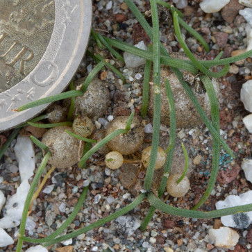 Drimia uniflora, gruppo di piante.