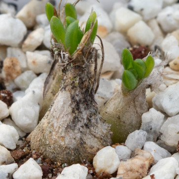 Ornithogalum lithopsoides, esemplare intero.