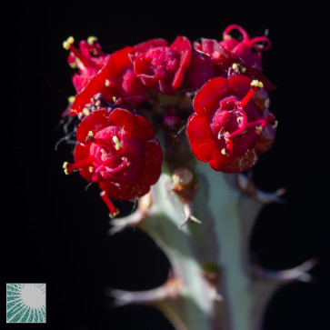 Euphorbia fluminis, dettaglio dell'infiorescenza.