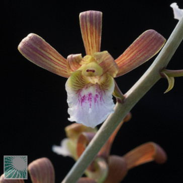 Eulophia petersii, primo piano del fiore.