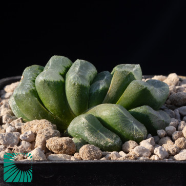 Haworthia truncata cv. Porky, immagine dell'intero esemplare.