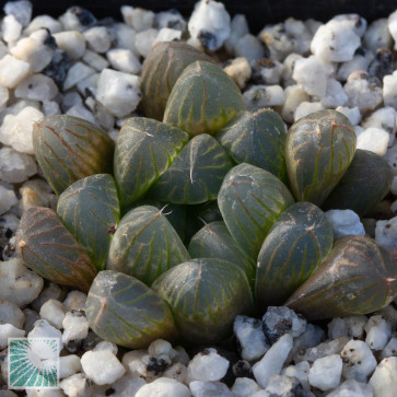 Haworthia cooperi f. truncata, esemplare intero.