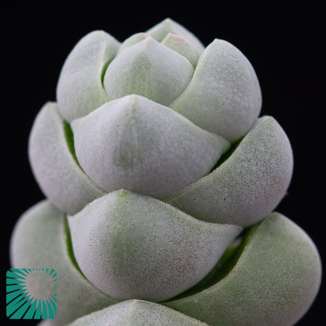 Crassula plegmatoides, particolare dell'apice della pianta.