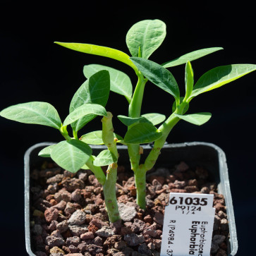 Euphorbia heterodoxa, esemplare intero.