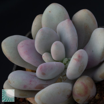 Graptopetalum amethystinum, particolare dell'apice della pianta.