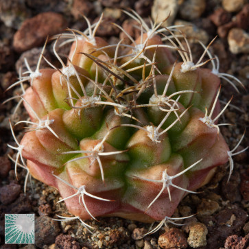 Gymnocalycium marekiorum ssp. sanjoseanum, immagine dell'intero esemplare.