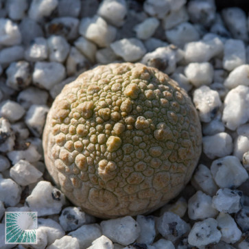 Pseudolithos migiurtinus, esemplare intero.