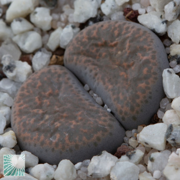 Lithops terricolor, immagine dell'intero esemplare.