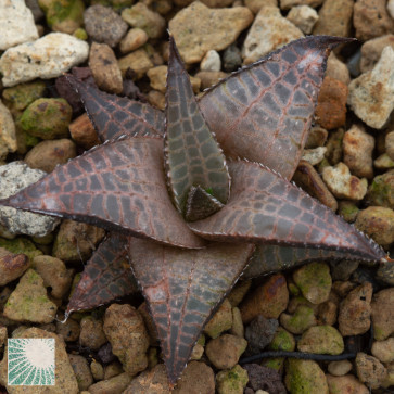 Haworthia venosa ssp. tessellata, immagine dell'intero esemplare.