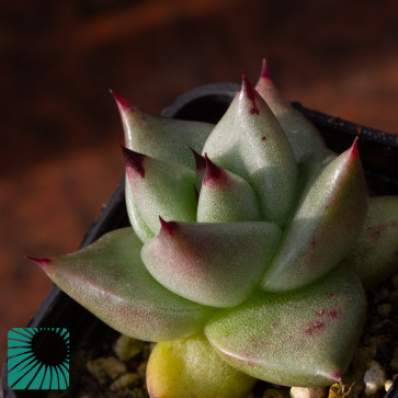 Echeveria agavoides, immagine dell'intero esemplare.