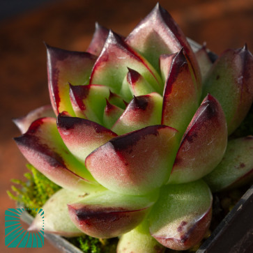 Echeveria agavoides, immagine dell'intero esemplare.