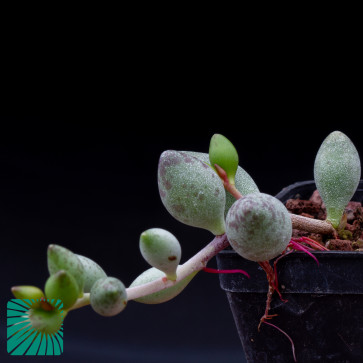 Adromischus filicaulis ssp. marlothii, immagine dell'intero esemplare.