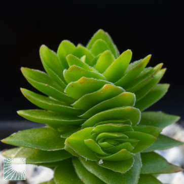 Crassula cv. Estagnol, particolare dell'apice della pianta.