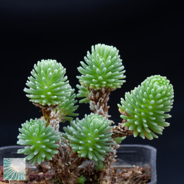 Sedum multiceps, immagine dell'intero esemplare.