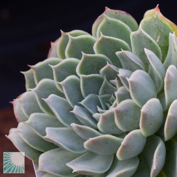 Echeveria simulans, particolare dell'apice della pianta.