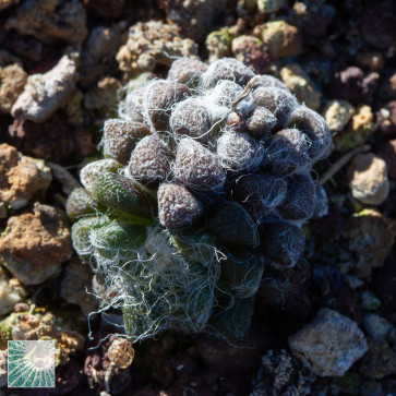 Anacampseros filamentosa ssp. namaquensis, immagine dell'intero esemplare.