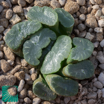 Haworthia truncata cv. China hyb 1, immagine dell'intero esemplare.