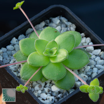 Crassula orbicularis, esemplare intero.