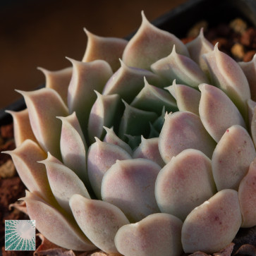 Echeveria hyalina, immagine dell'intero esemplare.