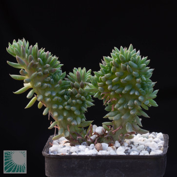 Sedum hispanicum f.ma crestata, esemplare intero.