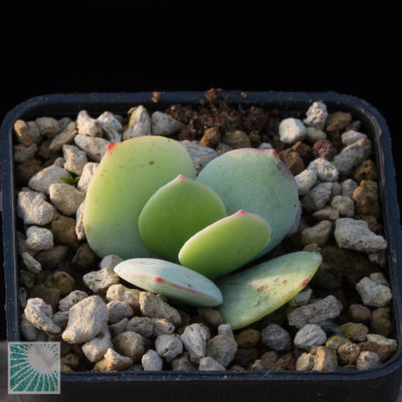 Cotyledon cuneata, esemplare intero.