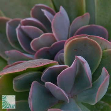 Echeveria guerrerensis, particolare dell'apice della pianta.