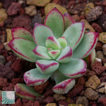 Echeveria macdougallii, immagine dell'intero esemplare.