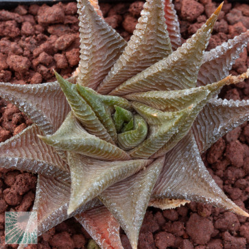 Haworthia limifolia, immagine dell'intero esemplare.