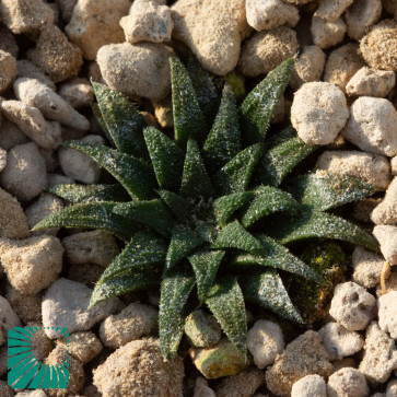 Haworthia parksiana, immagine dell'intero esemplare.