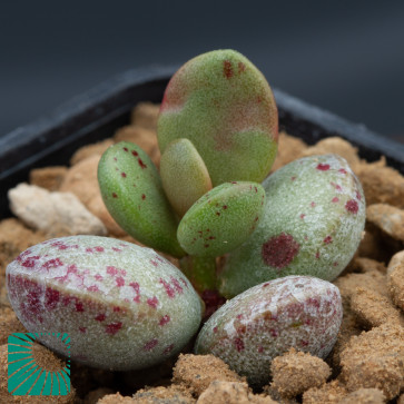 Adromischus montium-klinghardtii, immagine dell'intero esemplare.