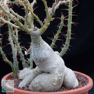 Pachypodium succulentum, particolare del caudice.