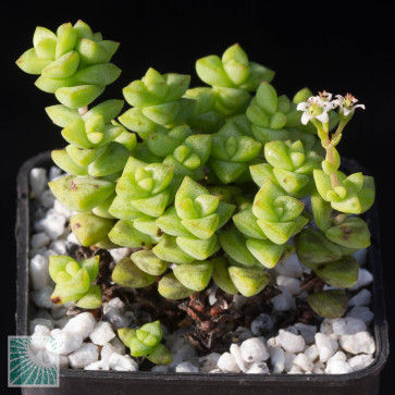 Crassula rupestris cv. Tom Thumb, esemplare intero.