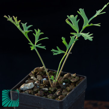 Pelargonium dolomiticum, immagine dell'intero esemplare.
