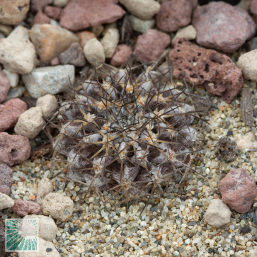 Copiapoa longispina, esemplare intero.