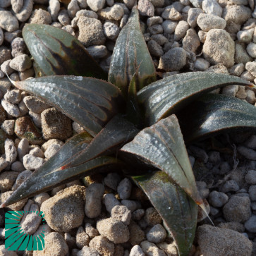 Haworthia mirabilis var. badia, immagine dell'intero esemplare.