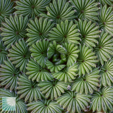 Oxalis palmifrons, particolare dell'apice della pianta.
