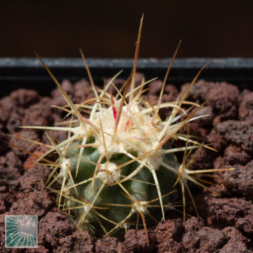 Echinocactus polycephalus f. xeranthemoides, esemplare intero.