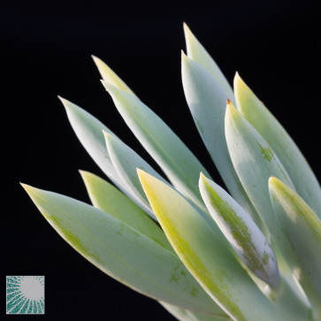 Senecio ficoides cv. Mount Everest, particolare dell'apice della pianta.