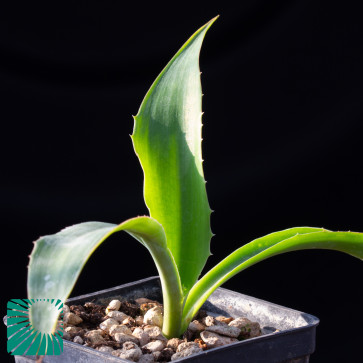 Furcraea sobolifera, immagine dell'intero esemplare.
