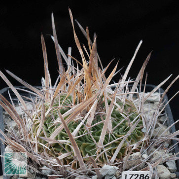 Stenocactus multicostatus, esemplare intero