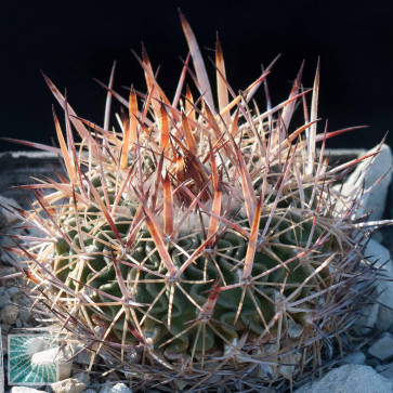 Stenocactus longispinus, esemplare intero