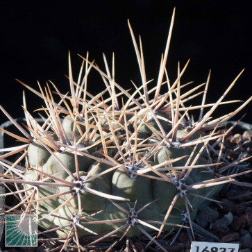 Gymnocalycium deeszianum, esemplare intero