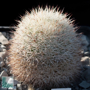 Mammillaria densispina, esemplare intero.