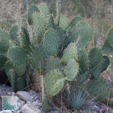 Opuntia canada, esemplare intero.